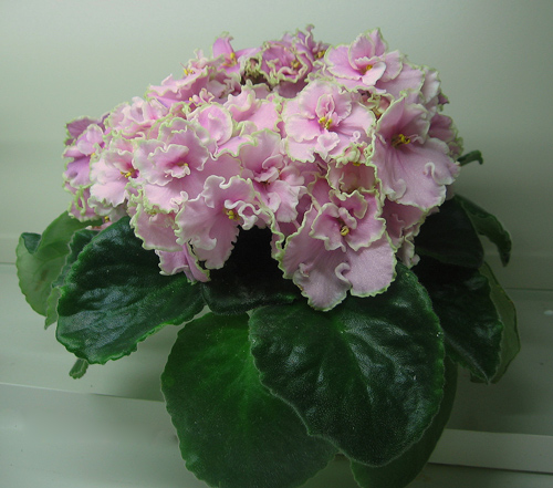 Pink-Summit-Kop.jpg