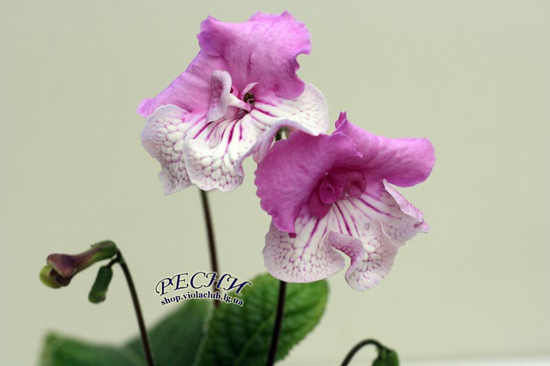 IMG_4860 копия.jpg