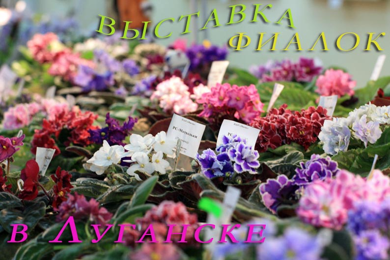 выст фиал в луг ----- копия.jpg