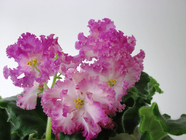 ЛЕ-Цветочная-Фея.jpg