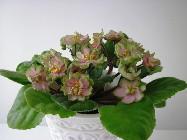 ЛЕ-Мери-Попинс.jpg