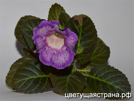 Цвет-Маленькая-Леди-нов1.jpg