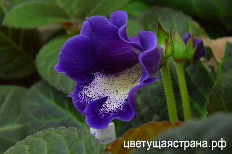 Цвет-Маленькая-Леди-нов4.jpg