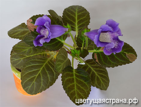 Цвет-Маленькая-Леди-нов6.jpg