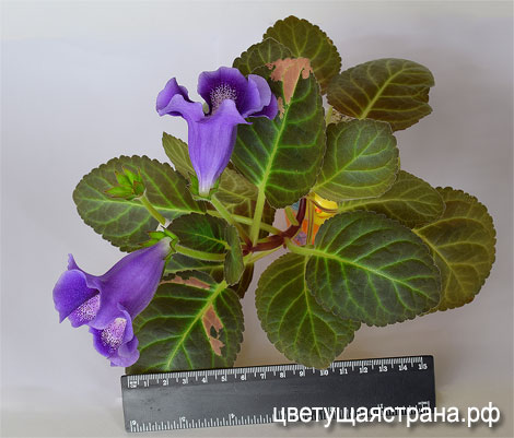 Цвет-Маленькая-Леди-нов7.jpg