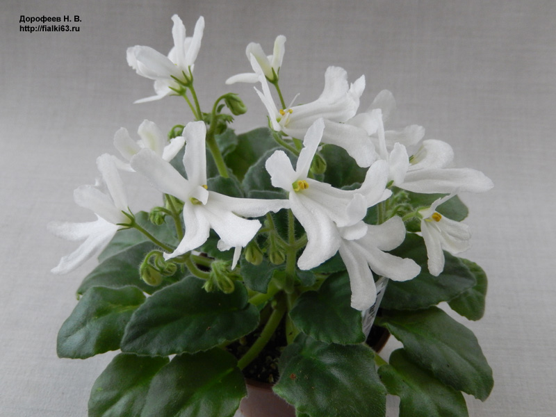 Lunar Lily White