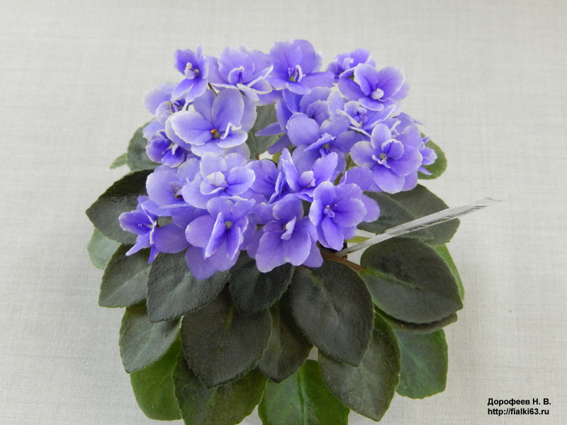 Honey Blue Ace