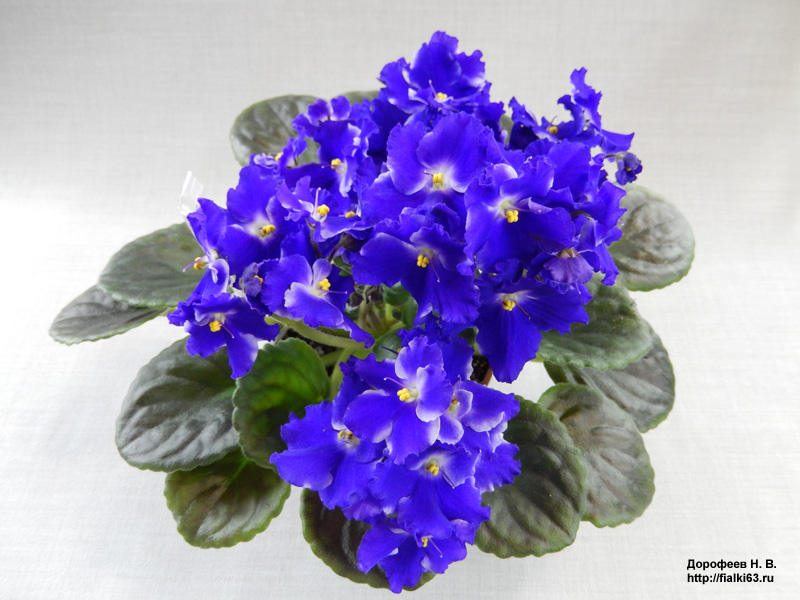 Optimara Ultra Violet