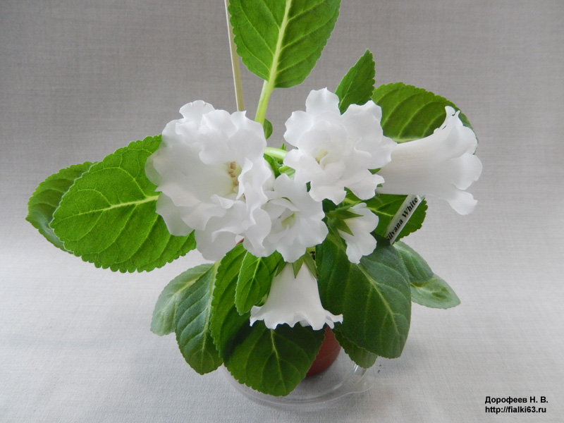 Silvana White