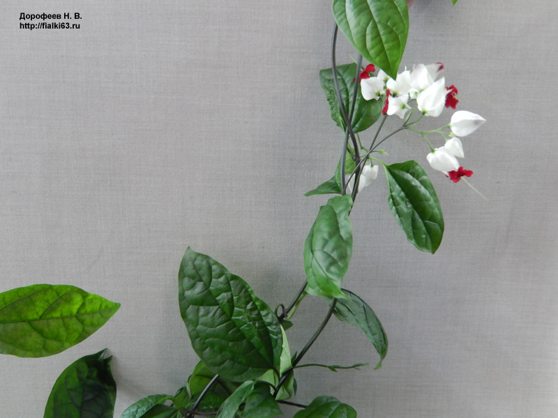Clerodendrum C thomsoniae.jpg