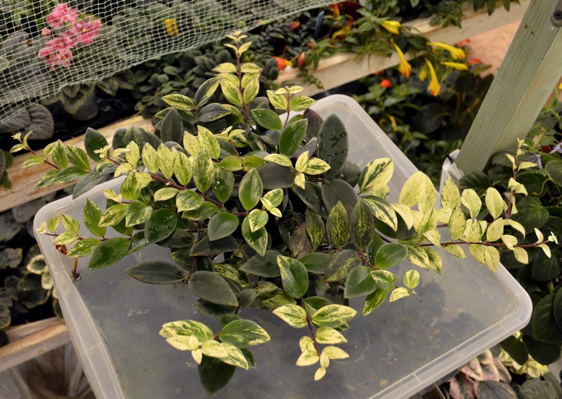 Aeschynanthis Lobianus Variegata