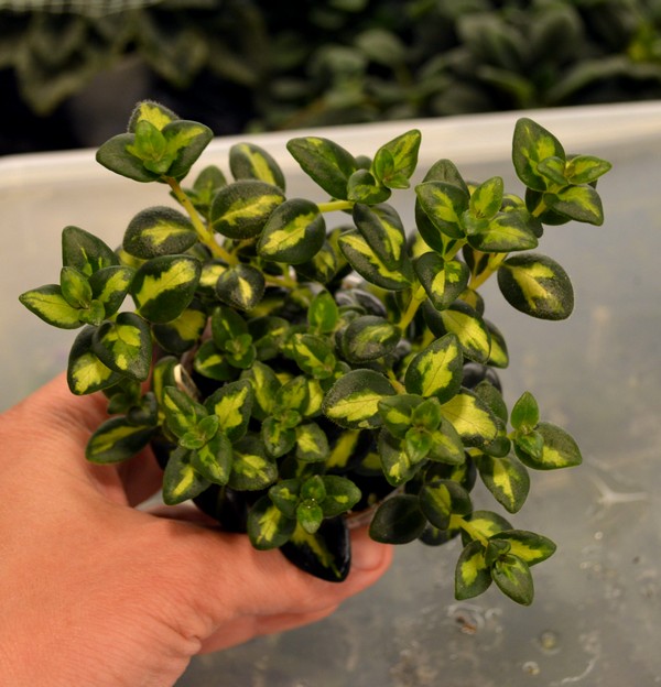 Nematanthus gregarius Dibleys Gold