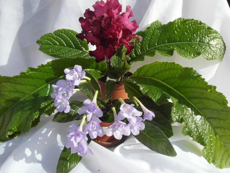 'Heartland's Petticoat'  (D. Martens)