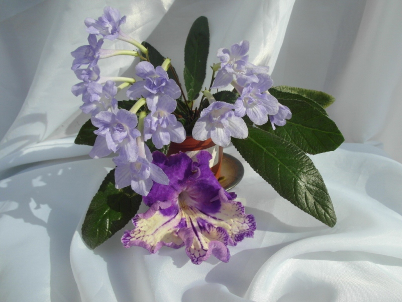 'Heartland's Petticoat'  (D. Martens)