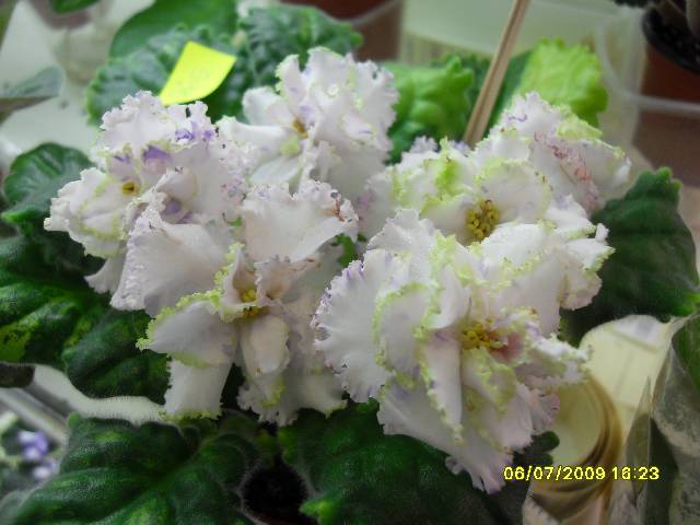ЛЕ-Праздник Влюбленных колл Прядкиной