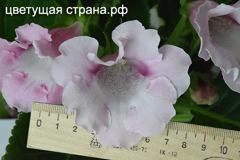 Цвет-Розовый-Слон-нов+2.jpg