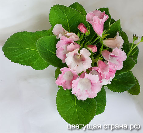 Цвет-Розовый-Слон-нов+.jpg