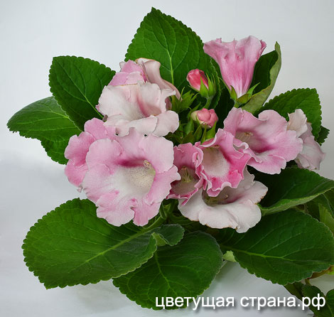 Цвет-Розовый-Слон-нов.jpg