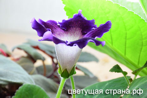 Цвет-Карибский-Жемчуг-нов.jpg