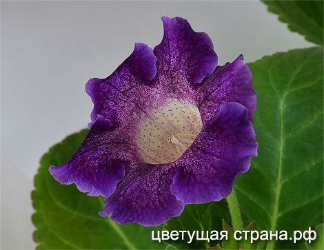Цвет-Карибский-Жемчуг-нов5.jpg