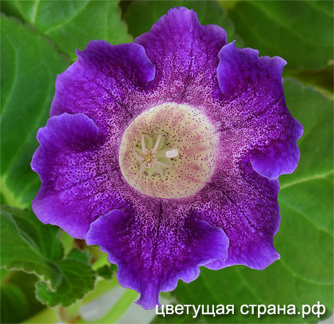 Цвет-Карибский-Жемчуг-нов7.jpg