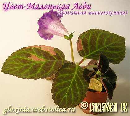 Цвет-Маленькая-Леди-пролфиль-fl.jpg