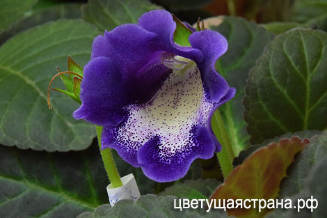 Цвет-Маленькая-Леди-нов5.jpg