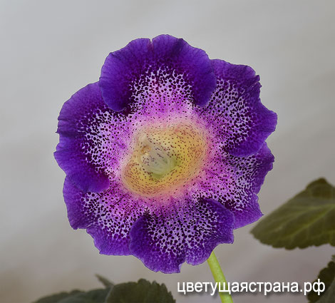 Цвет-Маленькая-Леди-нов9.jpg