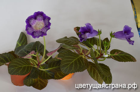 Цвет-Маленькая-Леди-нов8.jpg