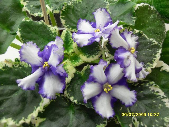 Lavander Swirls  колл. Ольги Прядкиной