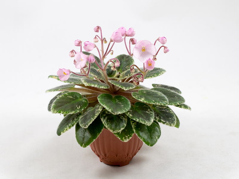 Joy`s Pink Halo (D. Hoover)