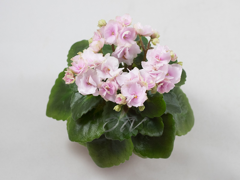 Petite Blarney (H. Pittman)