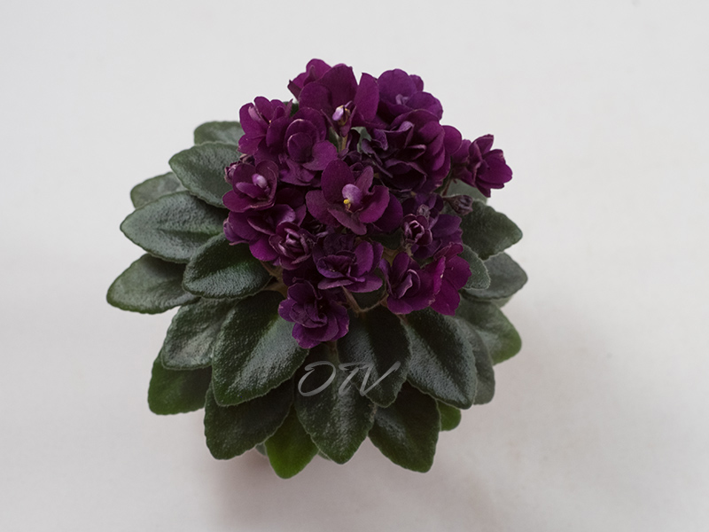 Precious Red (H. Pittman)