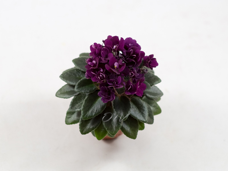 Precious Red (H. Pittman)
