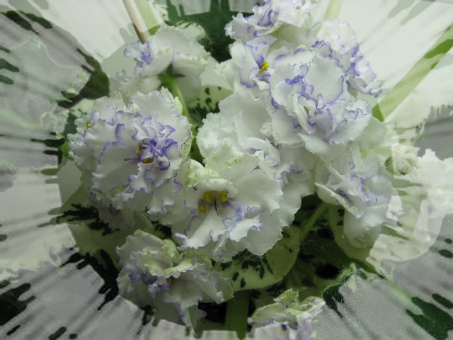 кол. Ирина Данилина