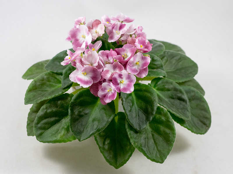Mac`s Blushing Bridesmaid
