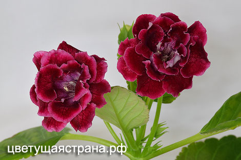 Байховый-Ситец-нов.jpg