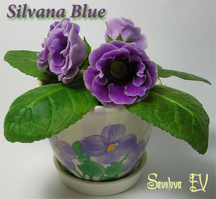 silvana_blue40k.jpg