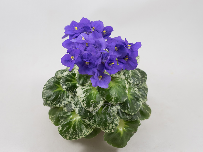 Shirl`s Purple Passion