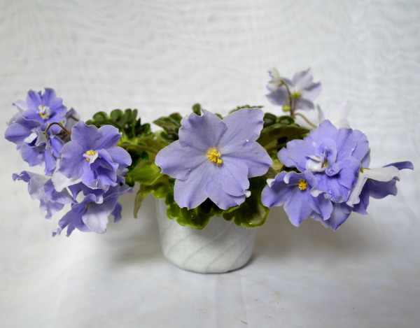 Kingwood Blue