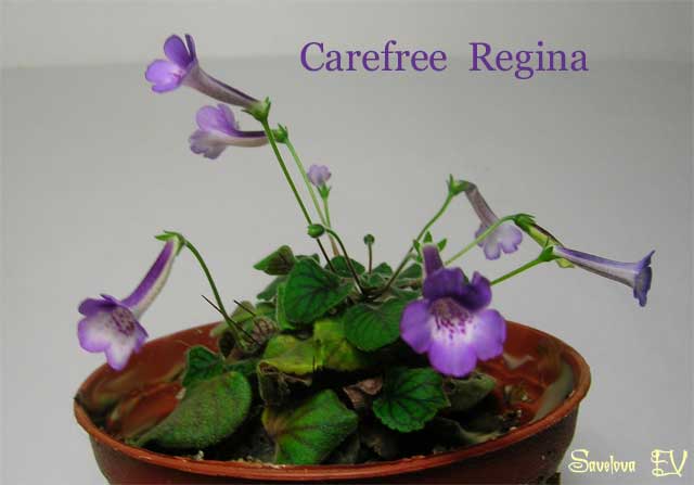 carefree_regina1.jpg