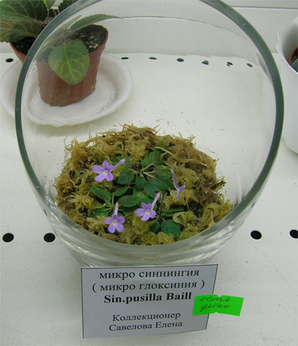 v_b_pusilla_baill.jpg
