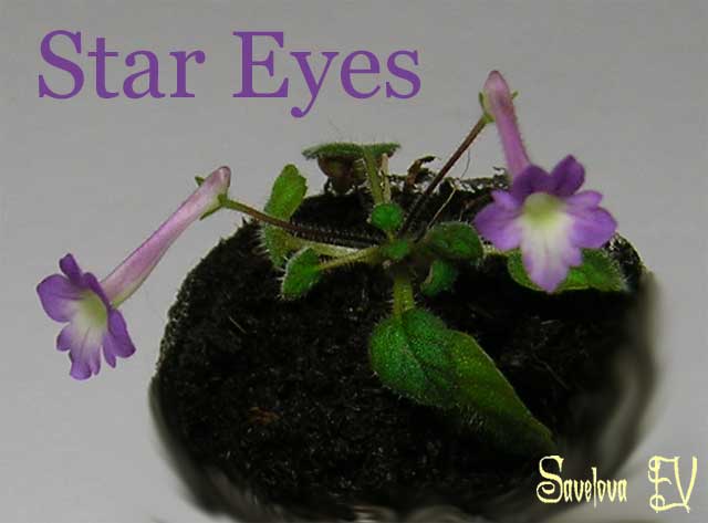 star_eyes1.jpg