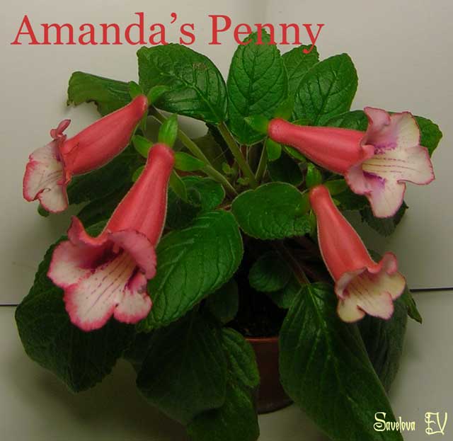 amanda_penny_sf.jpg