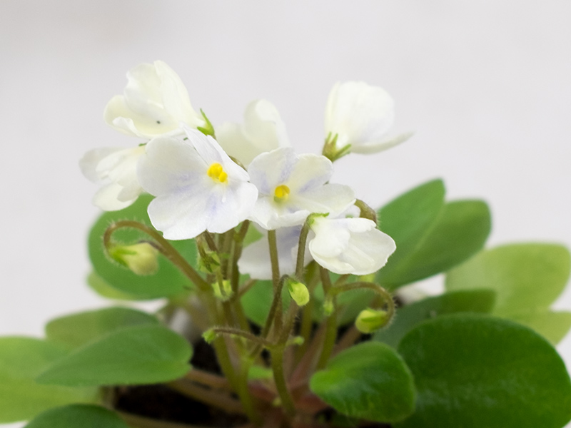 Chantaspring