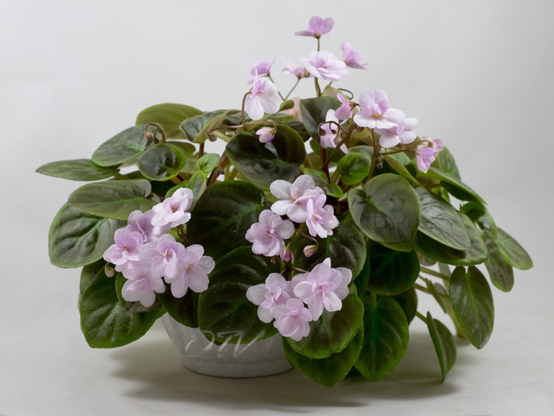 Ramblin Lace (S. Sorano)