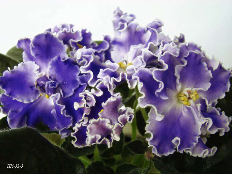 DSC01130.jpg