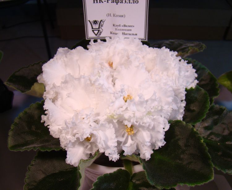 DSC01348.jpg