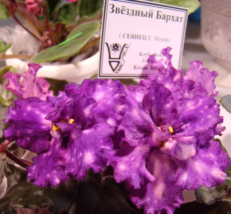 DSC01351.jpg