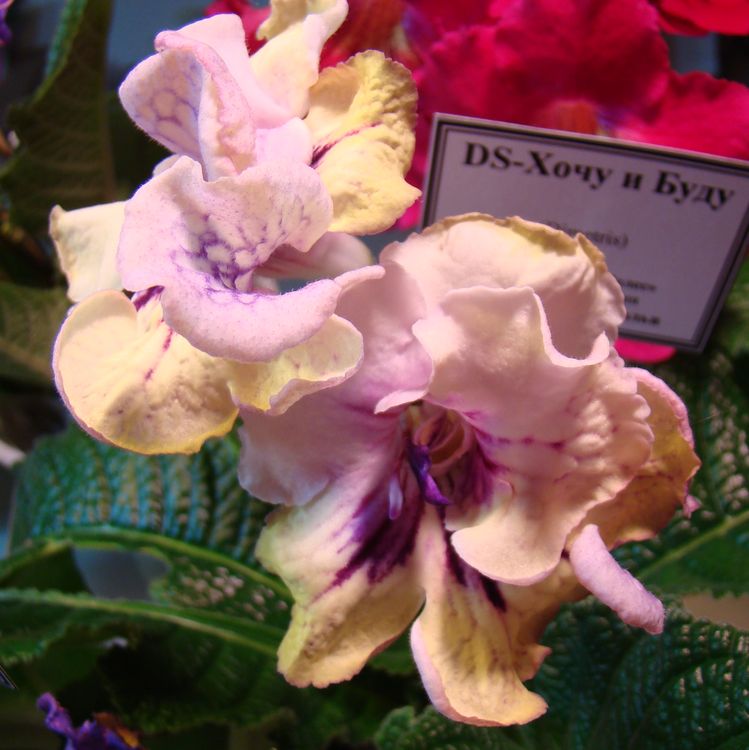DSC01371.jpg